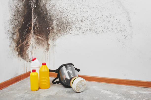 Best Mold Prevention Services  in USA